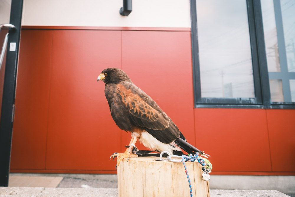 どうぶつ♥ときどき癒し5