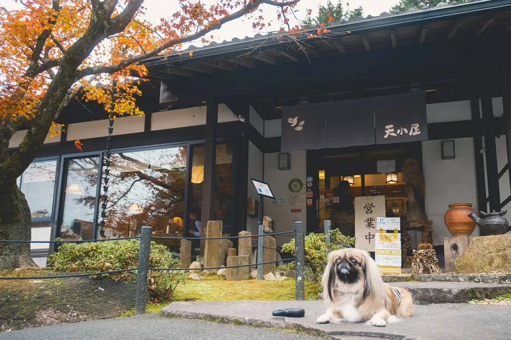 愛犬家にも大人気】ドライブスポットにある麵処『天小屋』は、ワンコと