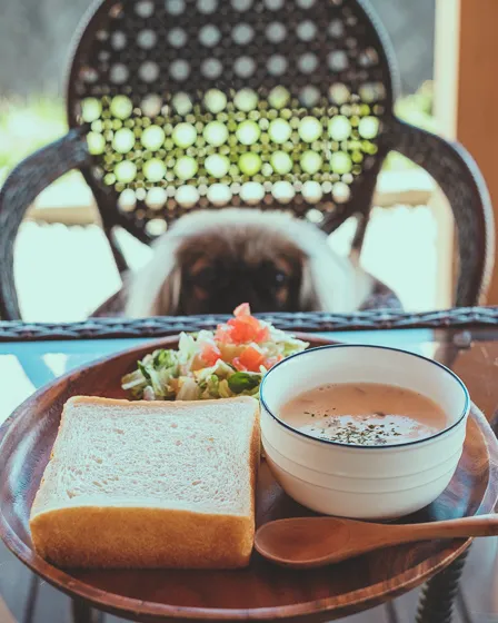 高級食パンを食べに愛犬を連れて長野県まで行ってきた！『これぞパン