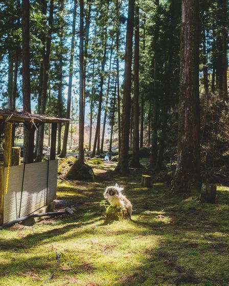 かしも愛犬村35