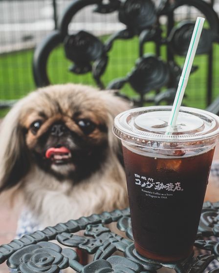 コメダ珈琲店17