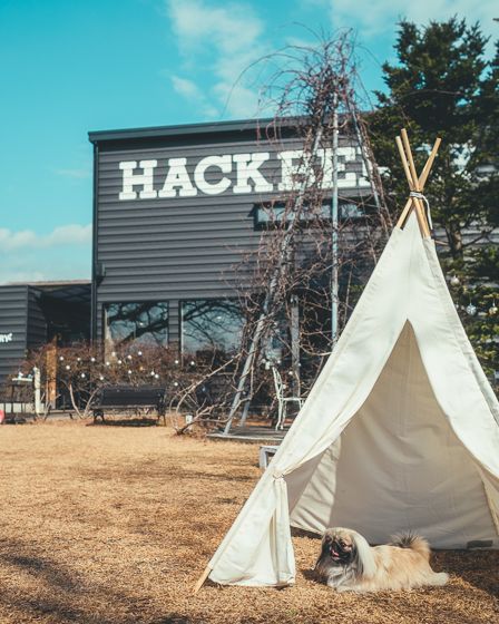 ハックベリー11