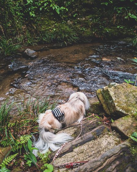 アルフォンソカフェ17