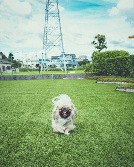 緑と風のダーシェンカ15