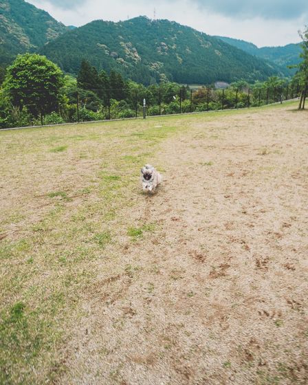 サーブアイランド22