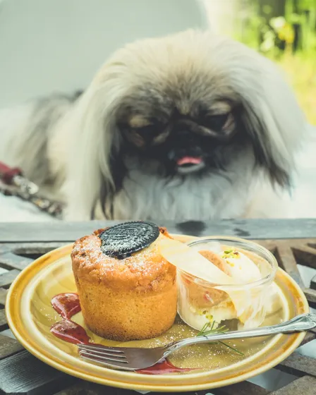 花とアンティーク雑貨のカフェ『ホドナラフ』に、ワンコと一緒に行っ