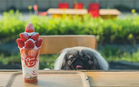 超人気イチゴパフェ！今ならぽかぽかビニールハウス内でワンコと一緒に