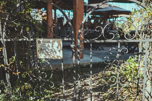 クオーレ・ヴェルデ24