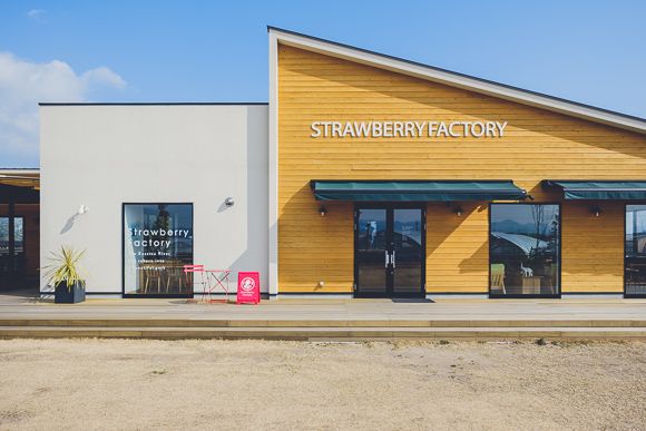 ストロベリーファクトリー