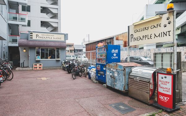 パイナップルミント1