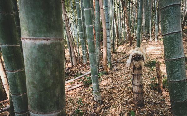 天空のポスト17