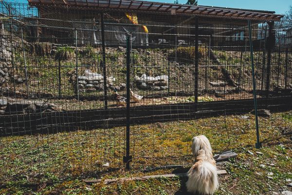 かしも愛犬村31