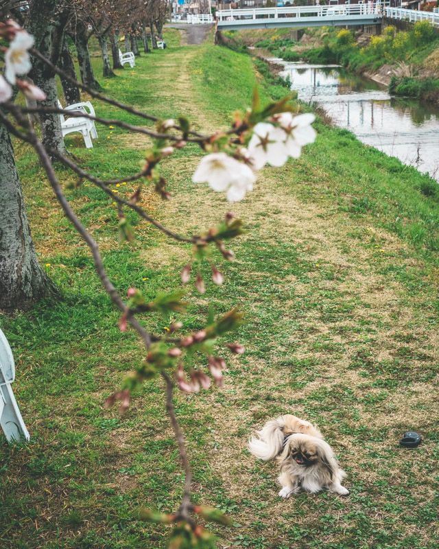 カレット洋菓子29