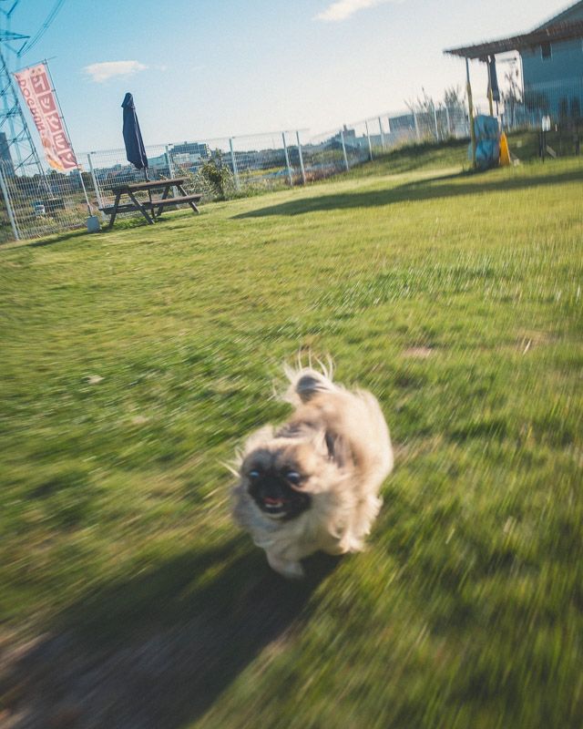 わんわん広場21