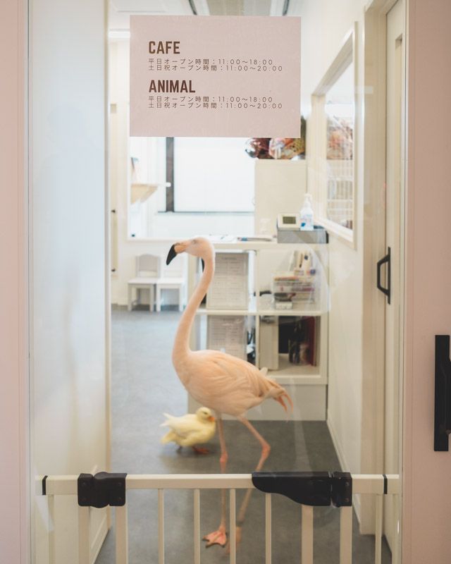 凄い】名古屋のドッグカフェ跡地に、ワンコウェルカムな動物ふれあい