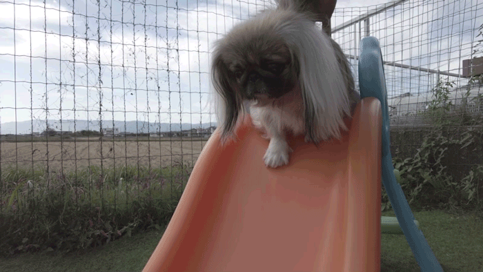 ふ～まるドッグラン9