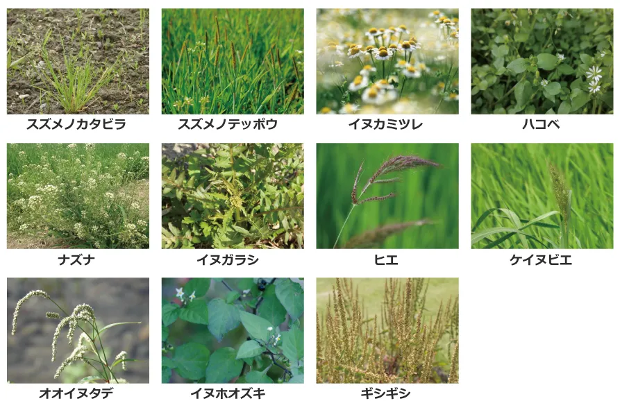 さらば雑草 秋播き小麦の発生雑草と対策 豆麦の窓