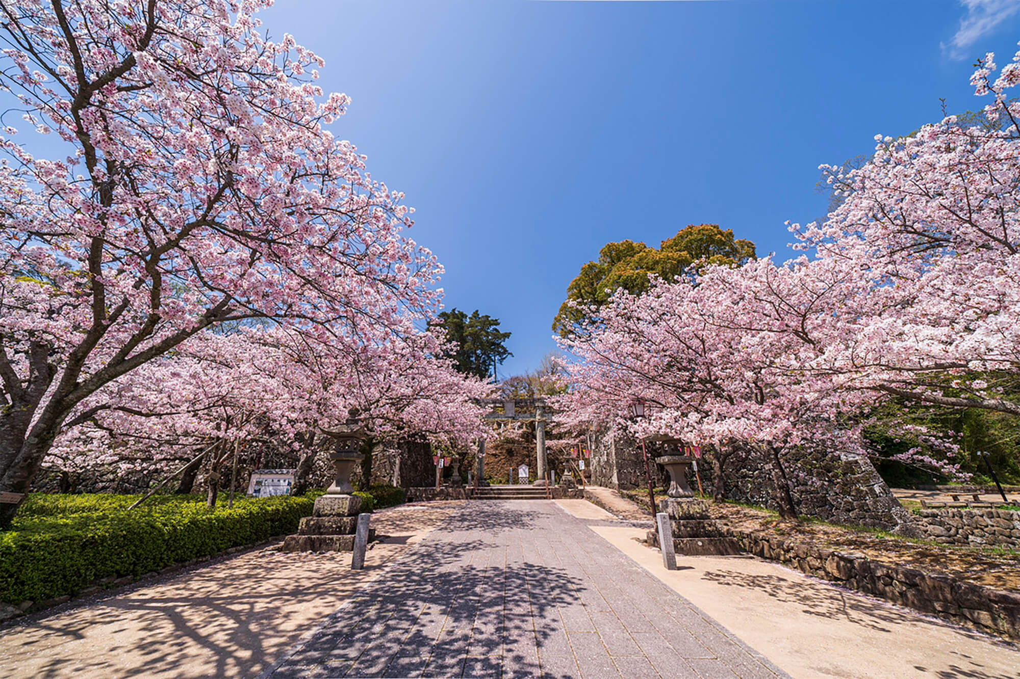 日本さくら名所百選の地にも選ばれた大村公園。以前、チームラボとイルミネーションイベントも開催