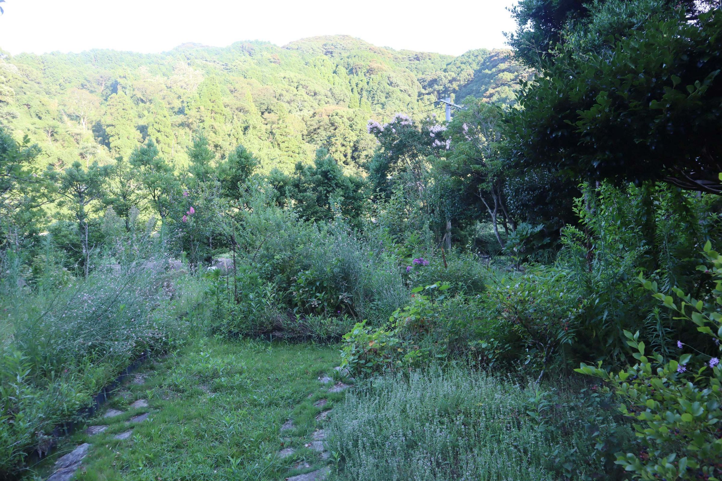 協力隊の住まいの、お庭の一角。木や花、ハーブがたくさん植えられている