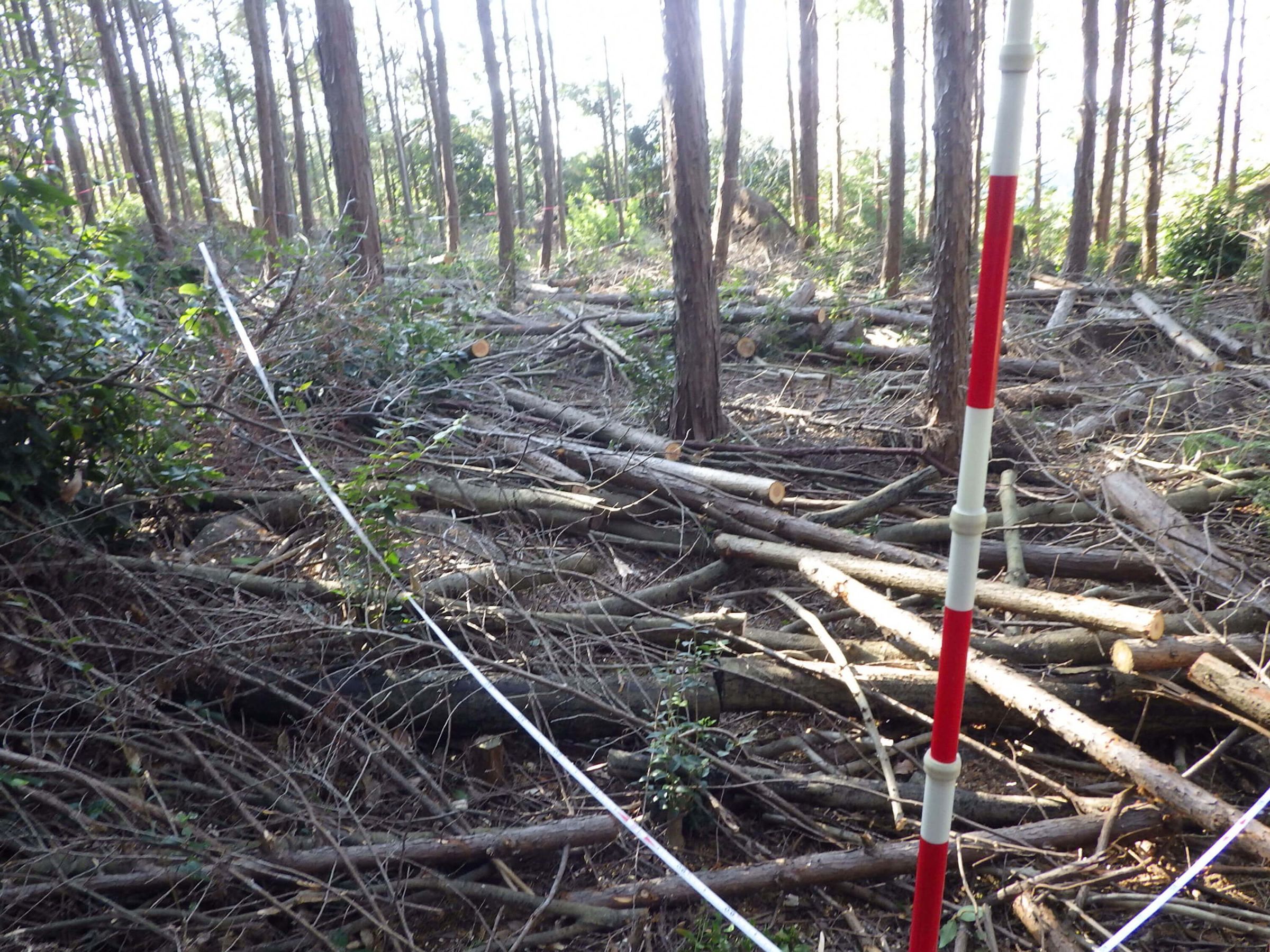 林内に残された木材・林地残材。「木の駅プロジェクト」の“BEFORE”