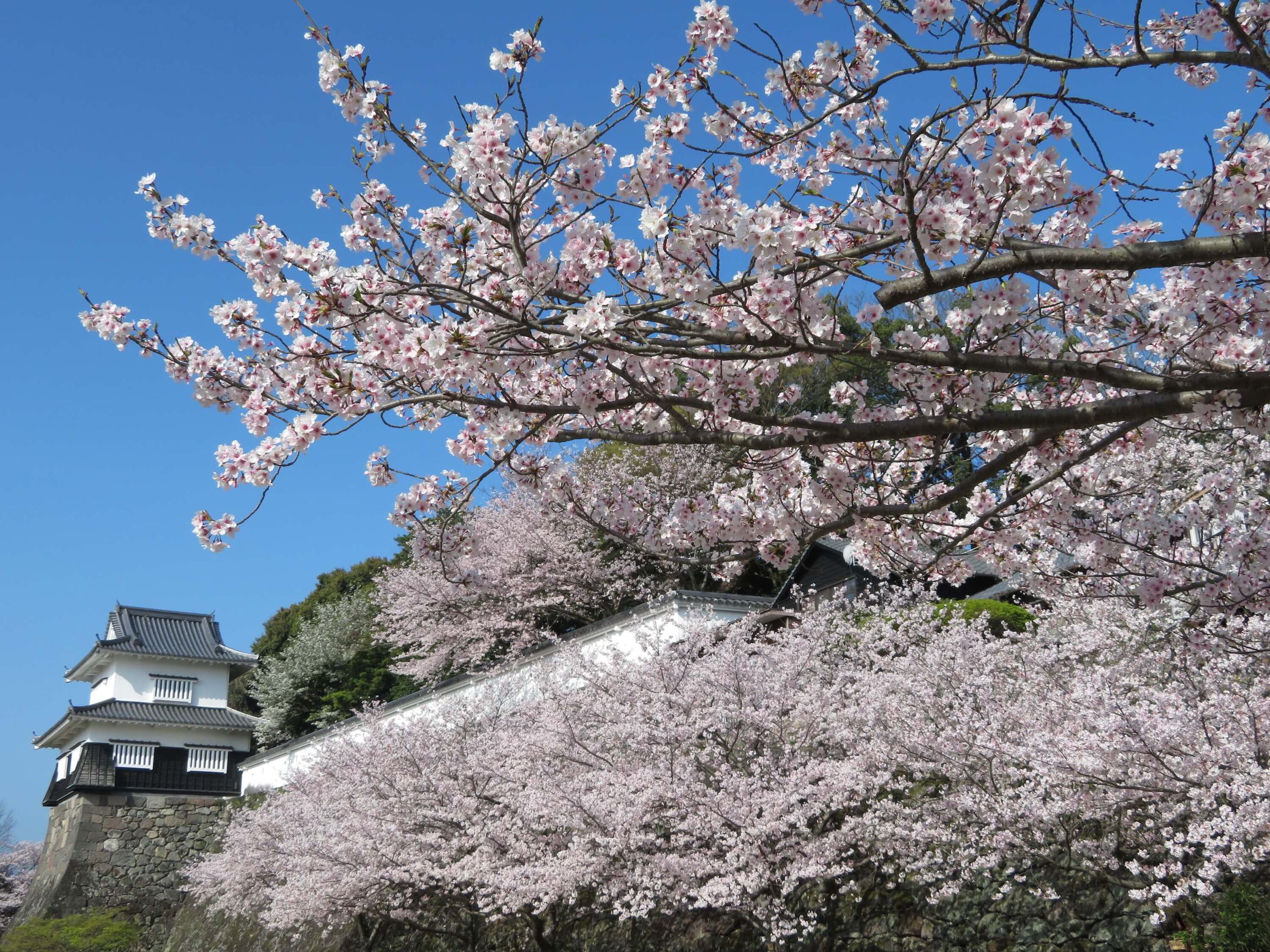 例年40万人前後が訪れる大村公園の花まつり（3月下旬-6月中旬）