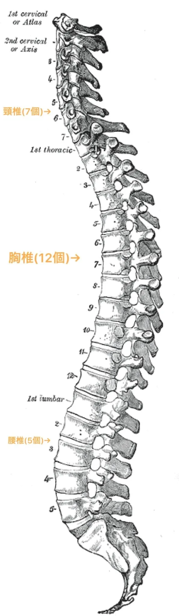 背骨