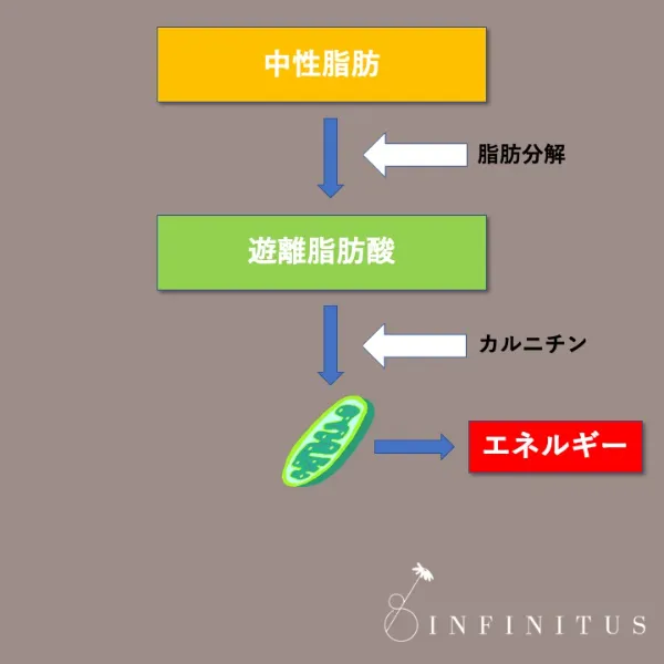 脂肪燃焼の経路