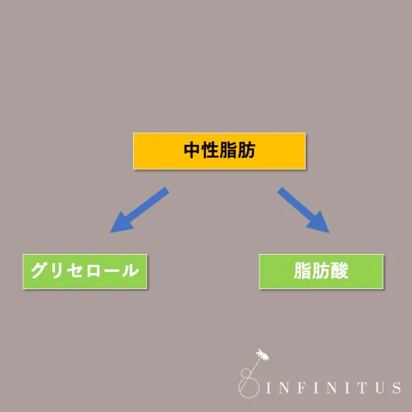 脂肪燃焼の経路