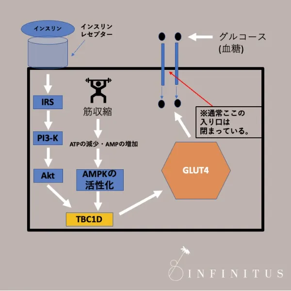 糖が取り込まれるメカニズム