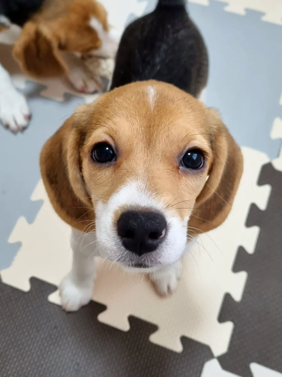 フエギア　ビーグル　Beagle Beagle｜ビーグル – FUEGUIA 1833 Japan Online
