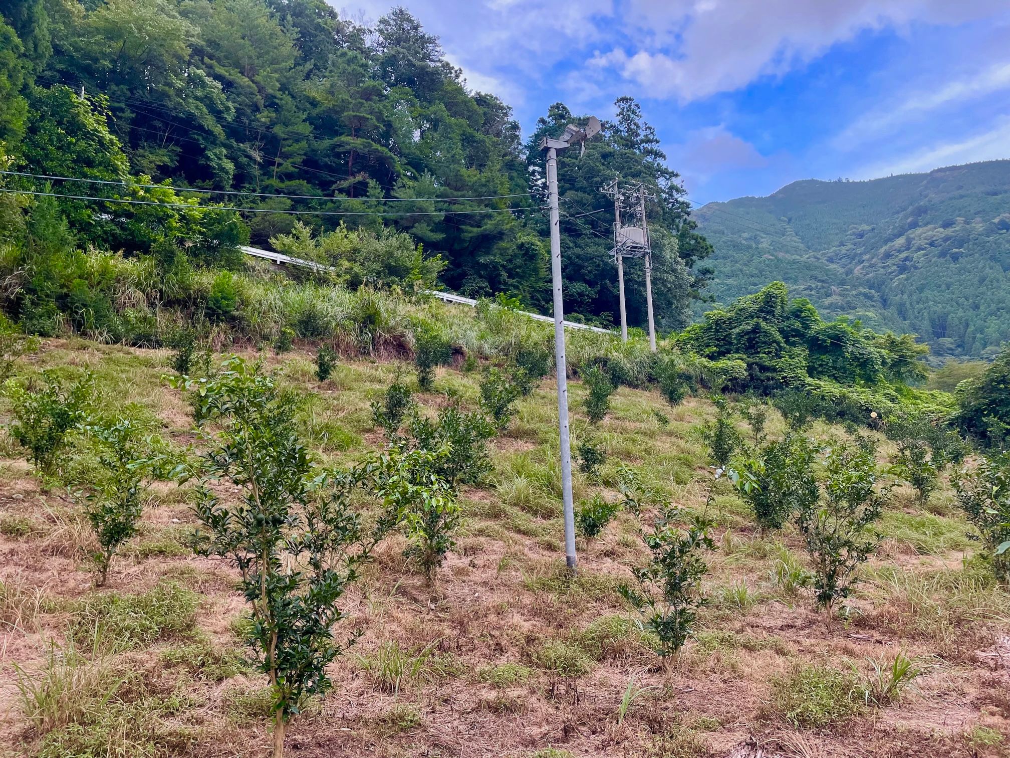 富士山嶺クラフトコーラ(川根本町ゆず)～炭酸飲料23本セット 富士山嶺クラフトコーラ（川根本町ゆず） | La Yuzu