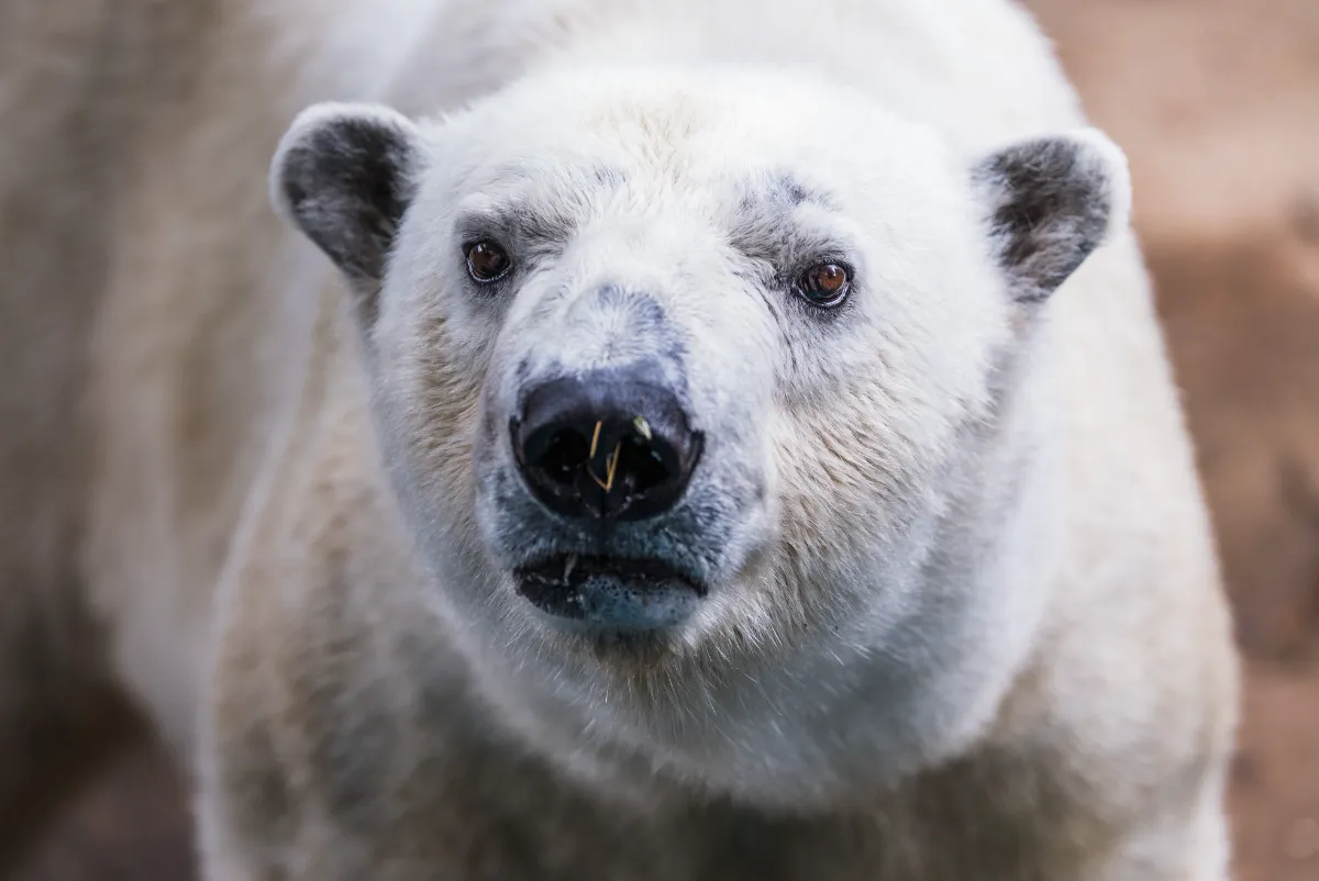 よこはま動物園ズーラシア vol.6】ホッキョクグマの赤ちゃん誕生