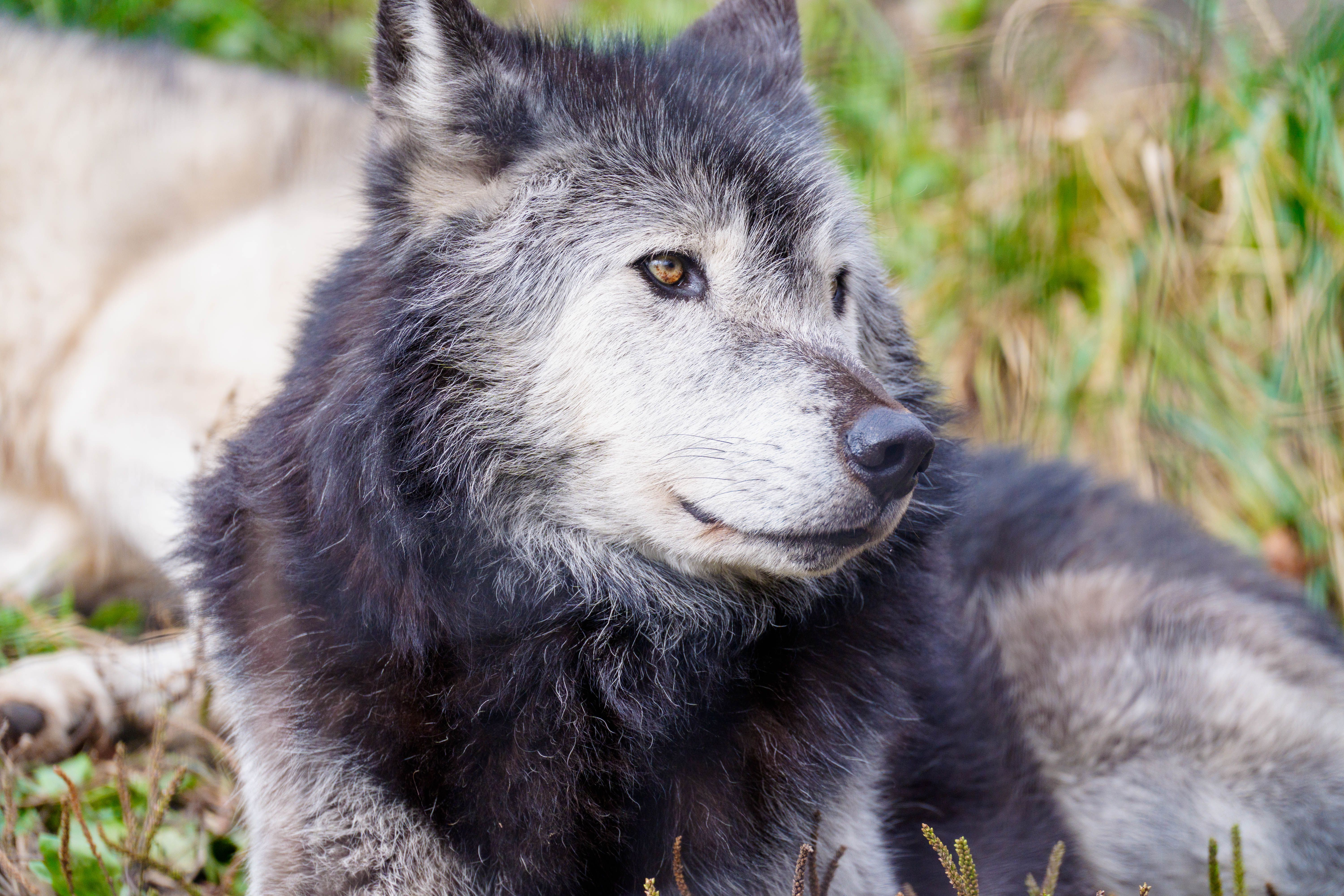 シンリンオオカミ