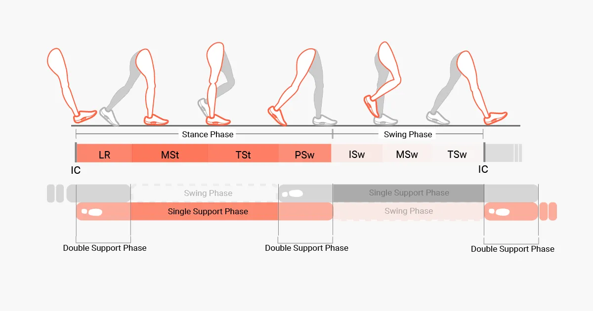 歩行動作の基礎知識 - 歩行周期 - ORPHE公式サイト