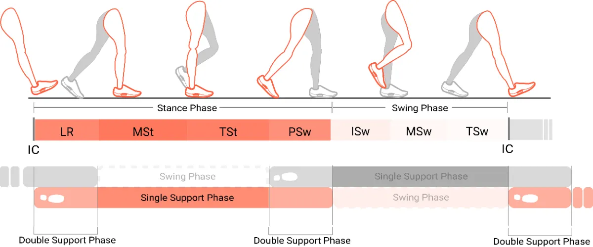 歩行動作の基礎知識 - 歩行周期 - ORPHE公式サイト