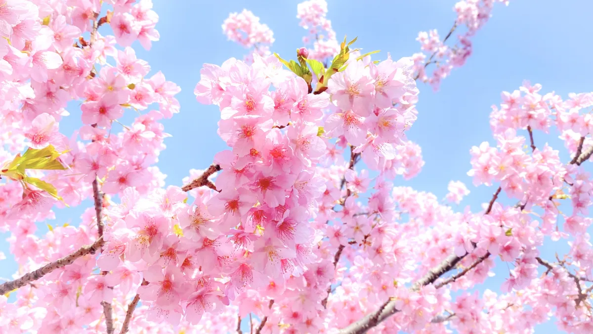 花見はいつから？桜の開花時期 千葉県版 2025