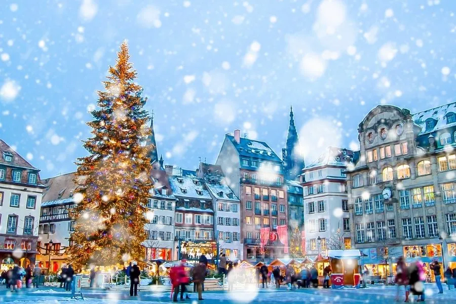 もみの木とはどんな木？｜クリスマスに選ばれる理由や、その特徴を