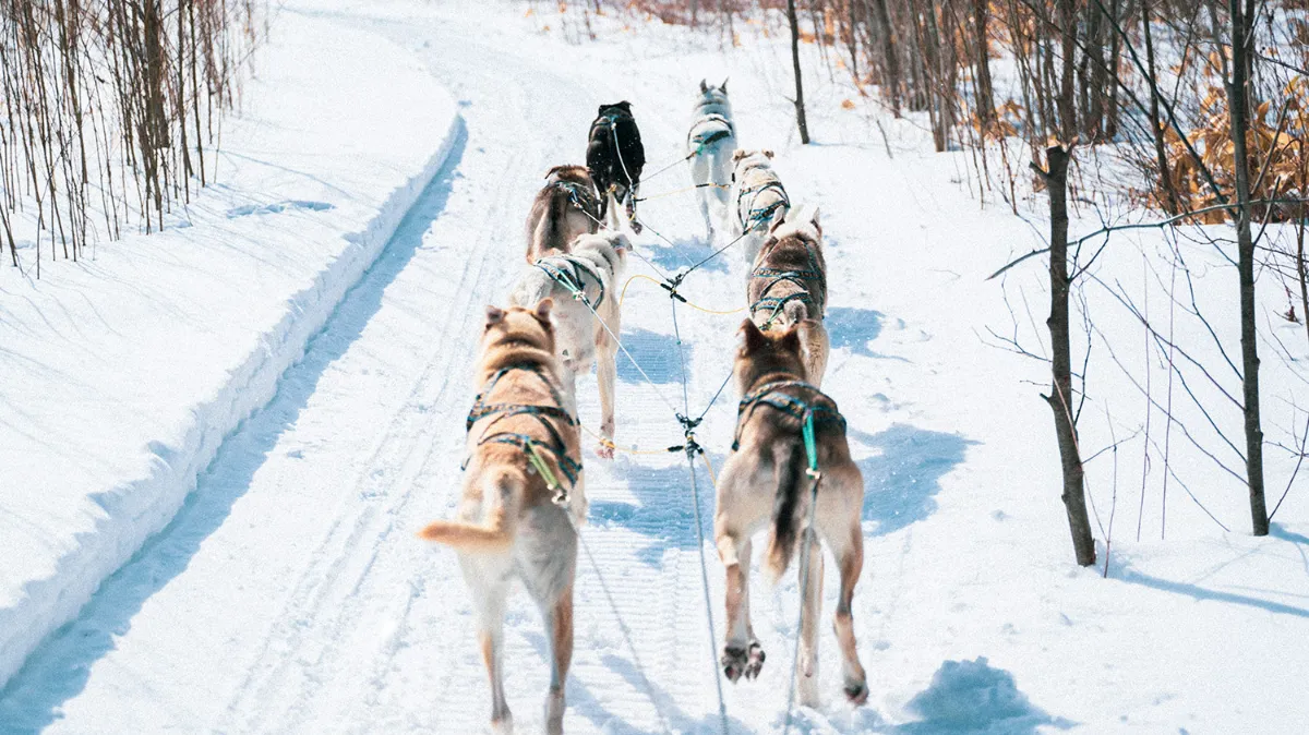 Sled Dog snow skates | monkeywrench