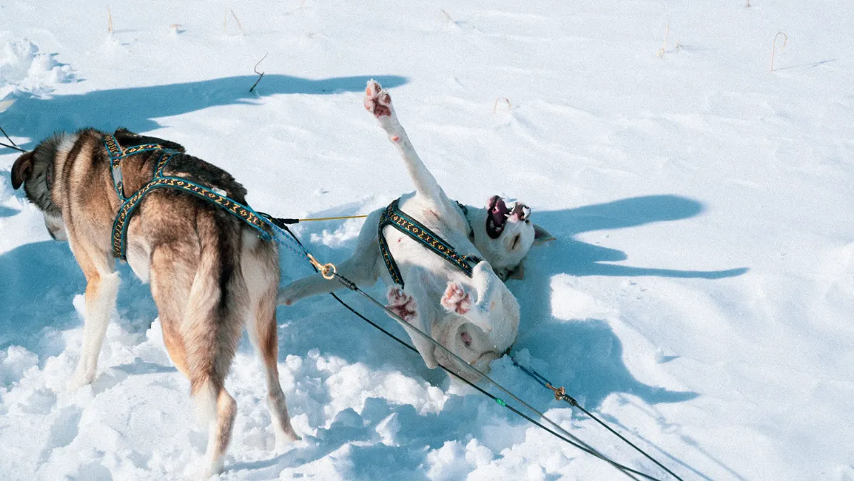 detteです レトロそり、運搬そり、犬ぞり、犬そり、雪そり、木製そり detteです レトロそり、運搬そり、犬ぞり、犬そり、雪そり、木製そり
