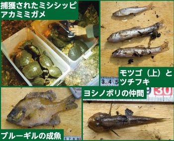 生き物neighborhood～青葉・都筑区近隣の生き物たち～（2023年 