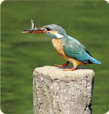 ●【2510】177.ふせ犬、ナマケモノ…備前焼 ○【2510】177.ふせ犬、ナマケモノ…備前焼