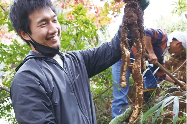 山菜の王】11/21掘りたて天然自然薯 3.1キロ 鹿児島産 ※24
