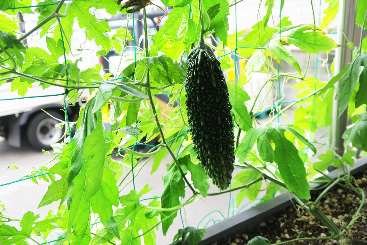 グリーンカーテン ゴーヤの成長日記 Kds菊池自動車学校 グリーンカーテン ゴーヤの成長日記 Kds菊池自動車学校