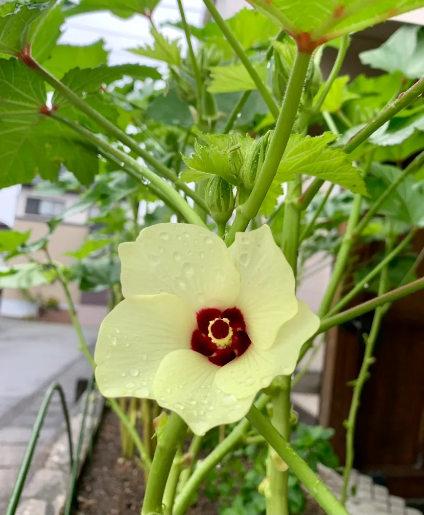 🌼何の花かわかりますか？🌼 ｜株式会社KDSくまもとグループ