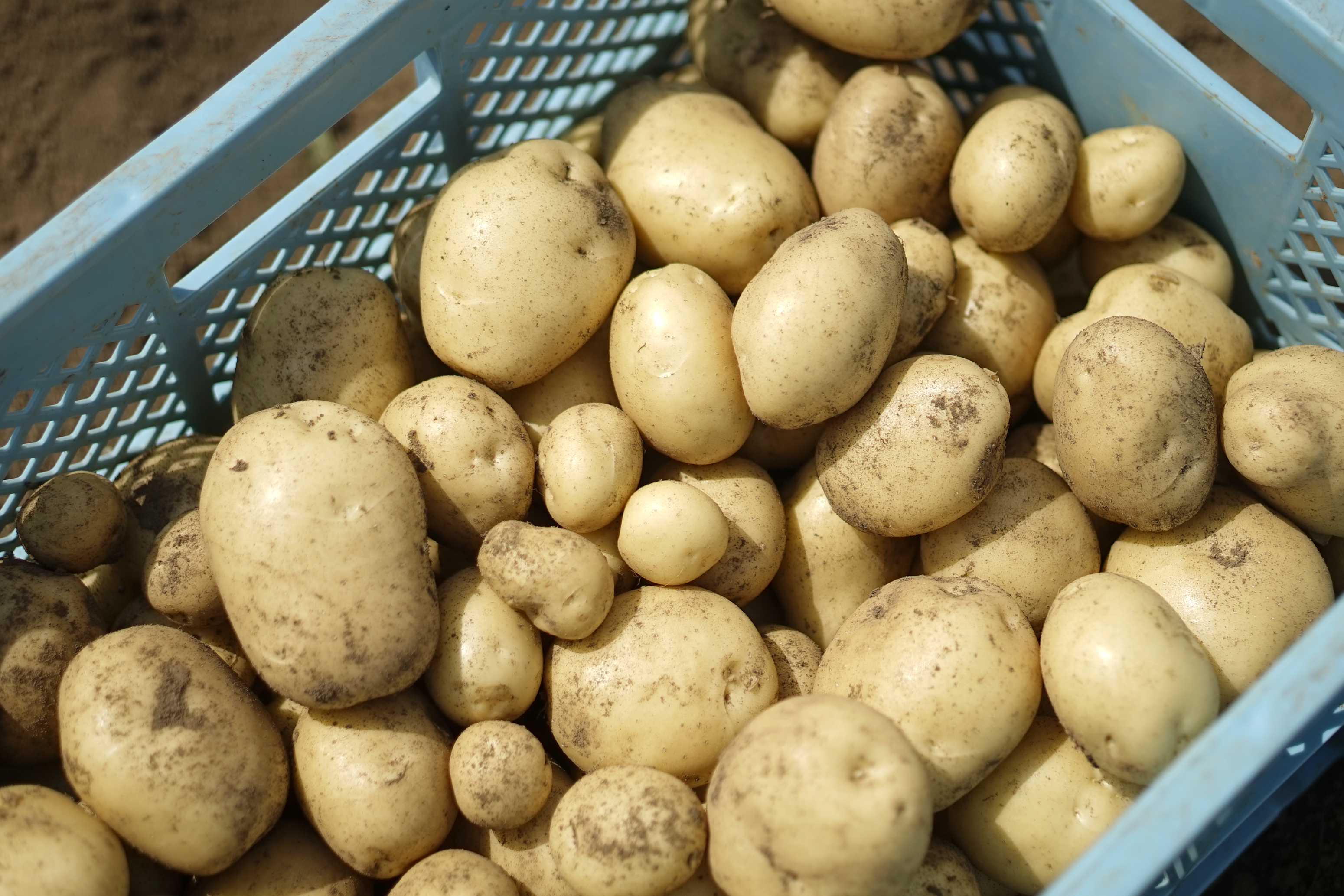 じゃがいも 一度食べると忘れられない、幻のじゃがいも【雲仙を味わう_なんぐし