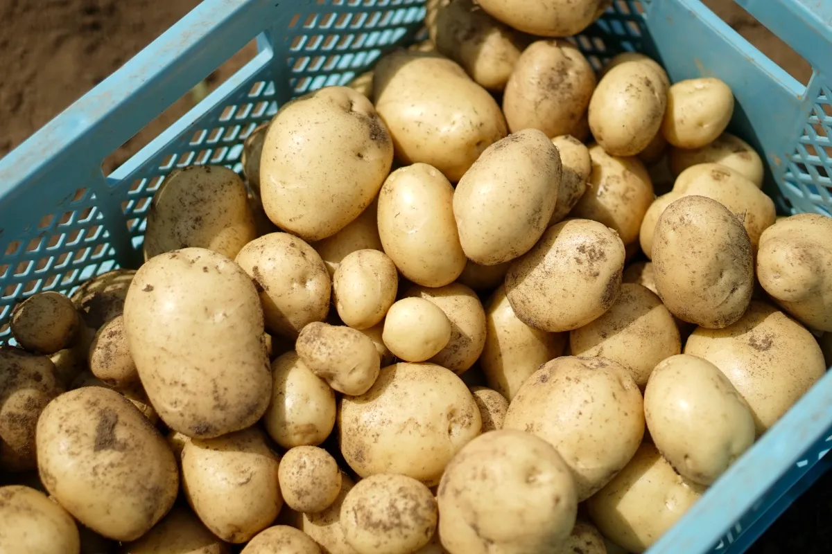 幻の じゃがいも ジャガイモ 17