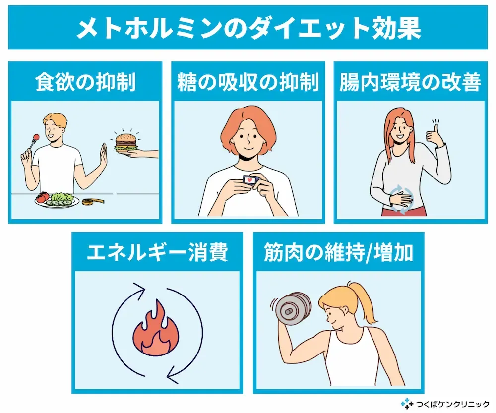 メトホルミン ダイエット 効果