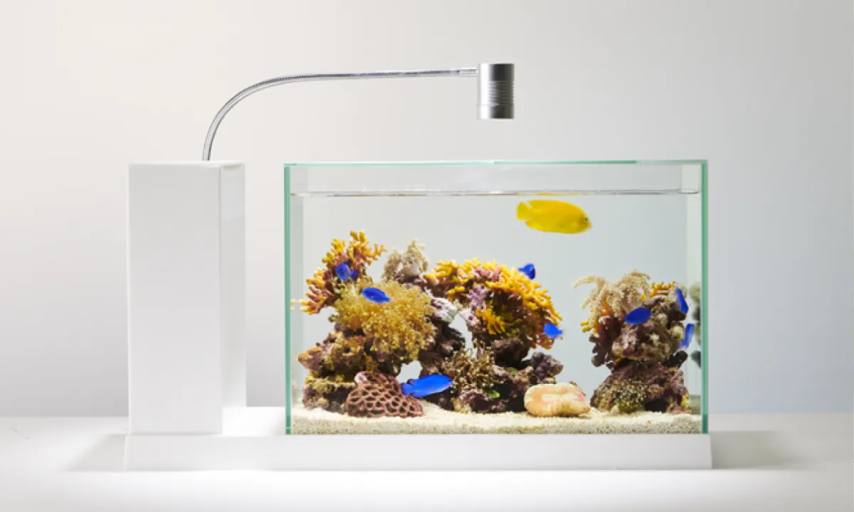 インテリアデザイン　水槽 楽天市場】【増設用】 お部屋に小さな水族館 キューブボックスα