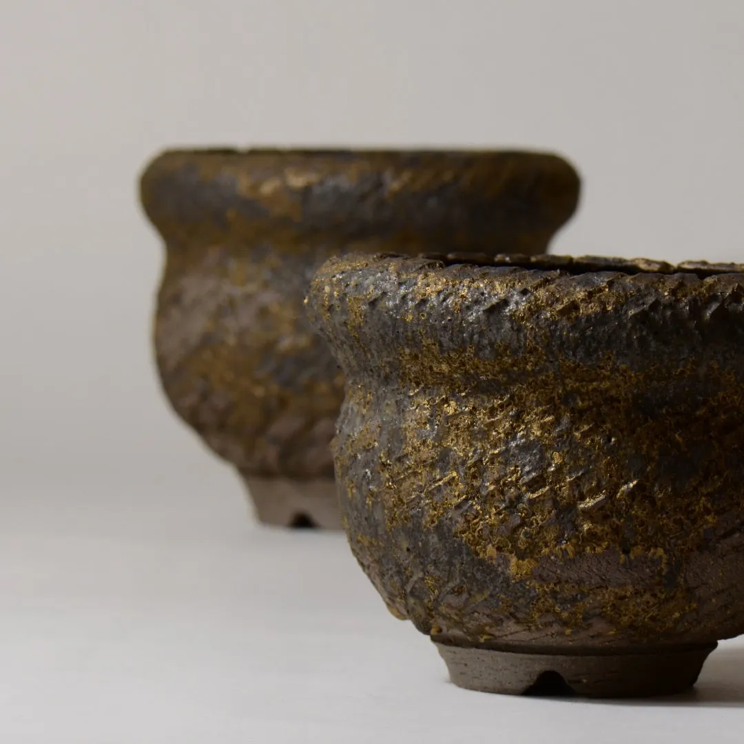 塊根植物ブランド「BOTANIZE（ボタナイズ）」、鉢ECブランド