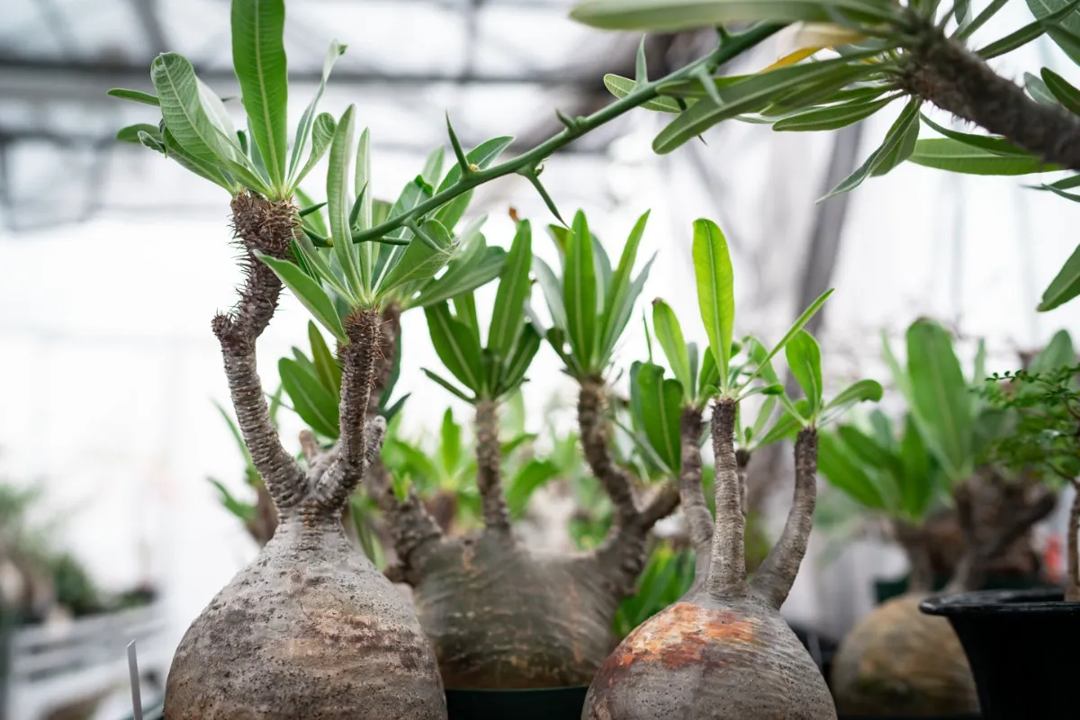 塊根植物ブランド「BOTANIZE（ボタナイズ）」、鉢ECブランド